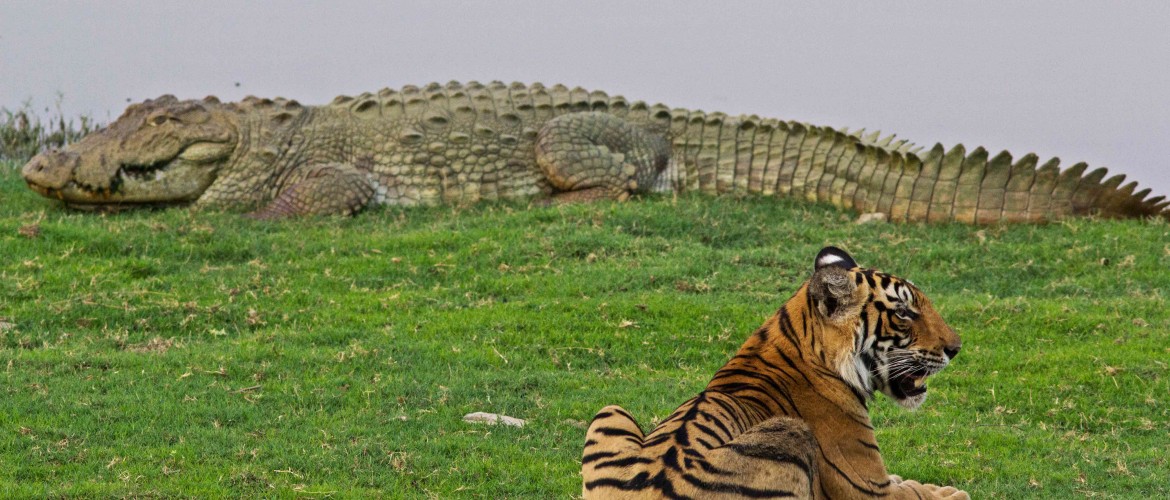 Bardia National Park Tour 3 Days