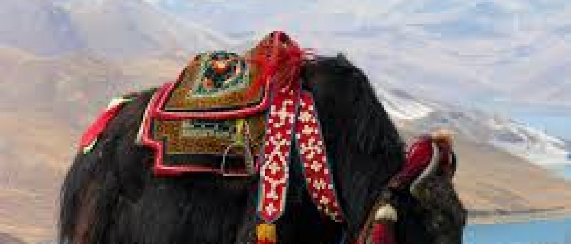 Lhasa to Everest Base Camp Tour - 8 Days