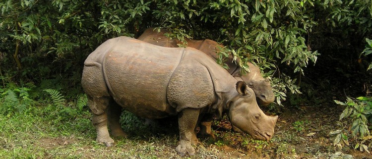 Family Tour in Nepal - 8 Days