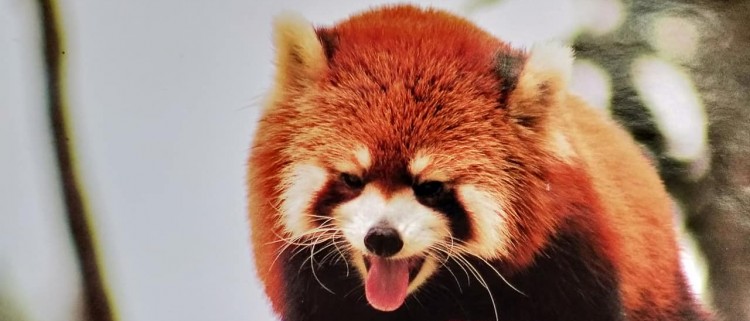 Khopra Danda (Ridge) Trek - 14 Days