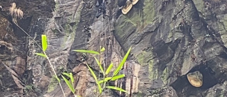 Honey Hunting in Nepal