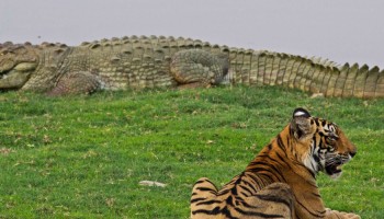 Bardia National Park Tour 3 Days