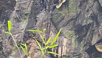 Honey Hunting in Nepal